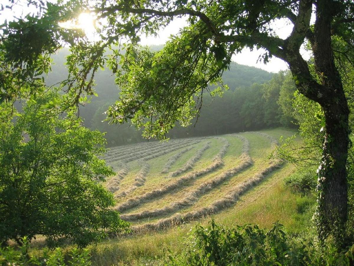 Domaine De Cantegrel - Gites De Charme Et Suite Troglodyte En Perigord ヴィトラック エクステリア 写真